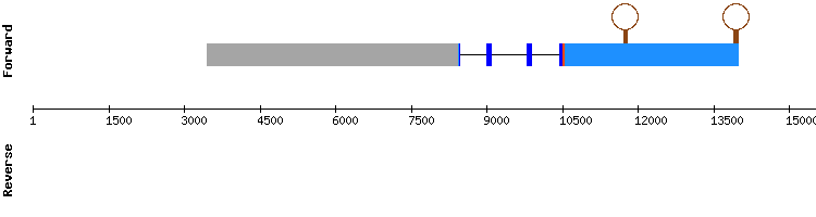 gene structure
