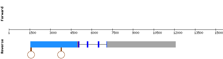 gene structure