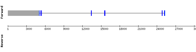gene structure