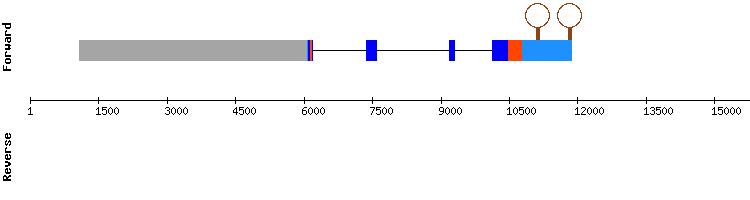 gene structure