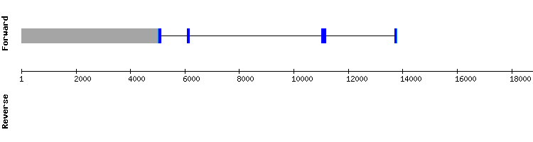 gene structure
