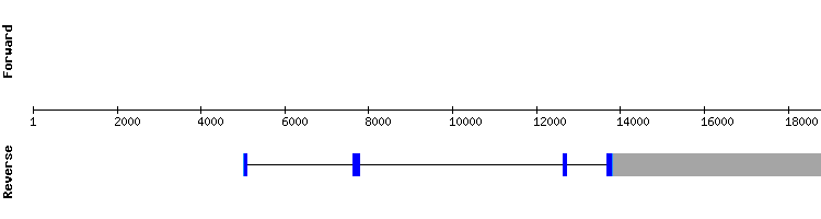 gene structure