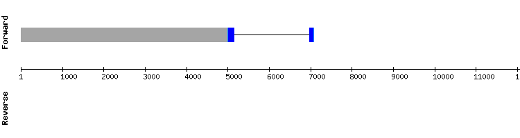 gene structure