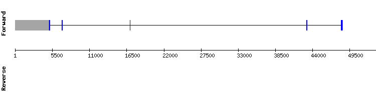 gene structure