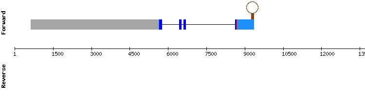 gene structure