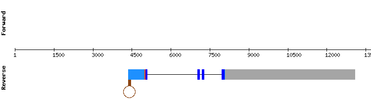 gene structure