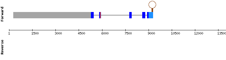gene structure