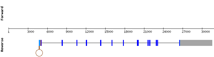 gene structure