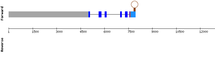 gene structure