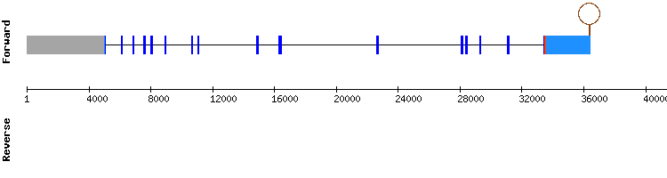 gene structure
