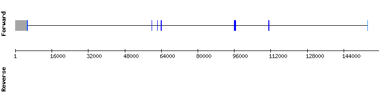 gene structure