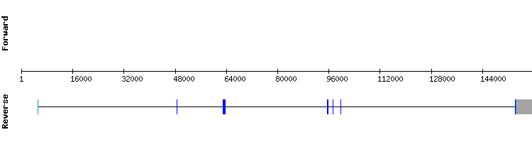 gene structure