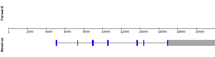 gene structure