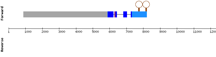 gene structure