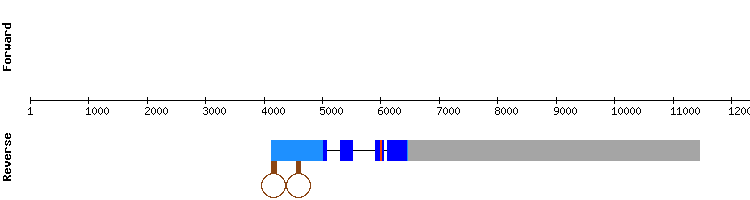 gene structure