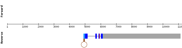 gene structure