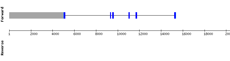 gene structure