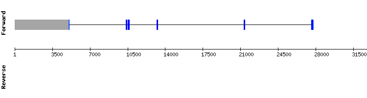 gene structure