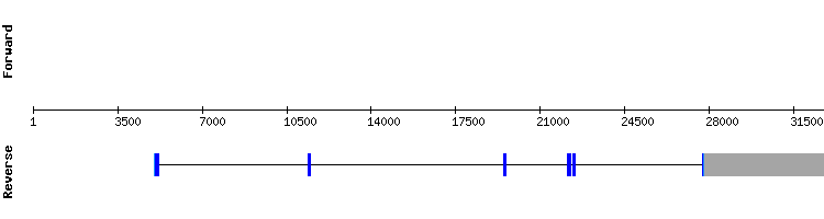 gene structure