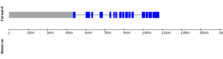 gene structure
