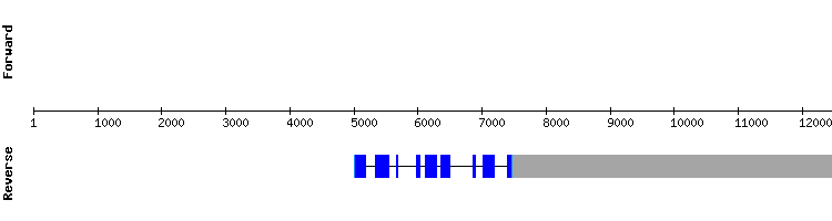 gene structure