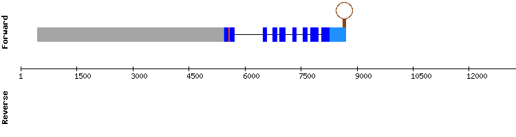 gene structure