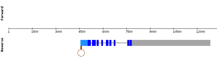 gene structure