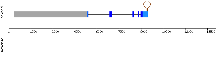 gene structure