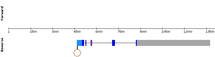 gene structure
