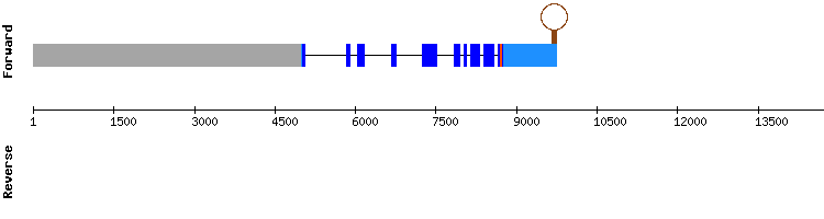 gene structure