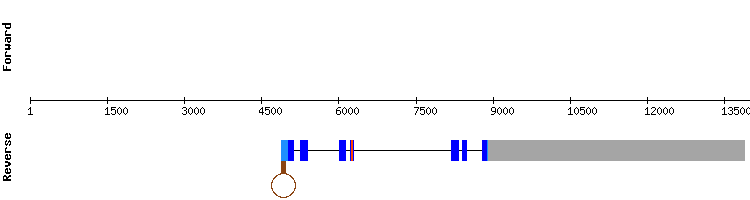 gene structure
