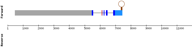 gene structure