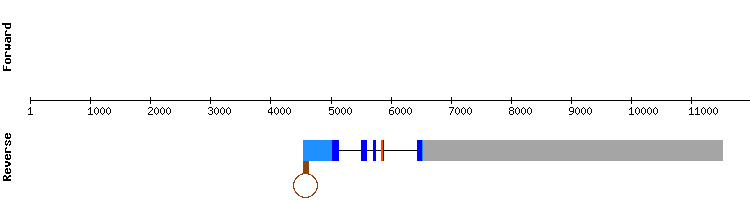 gene structure