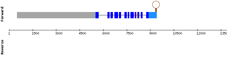gene structure