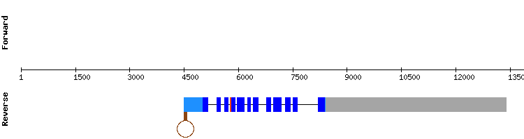 gene structure