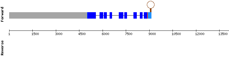 gene structure