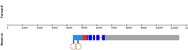 gene structure
