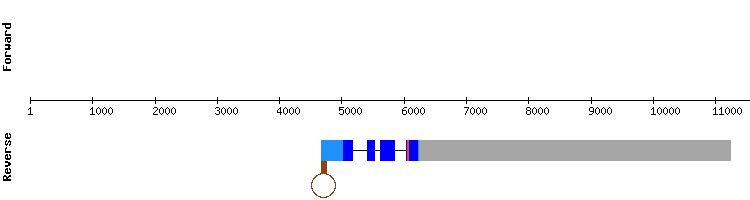 gene structure