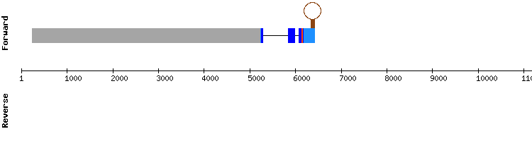 gene structure
