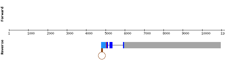 gene structure