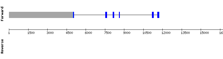 gene structure