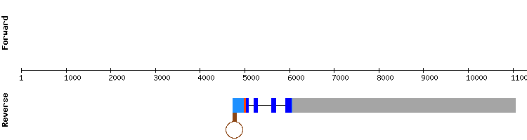 gene structure