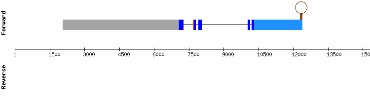 gene structure