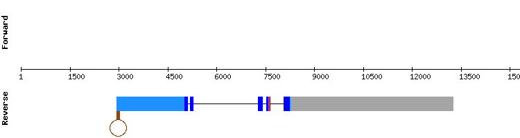 gene structure
