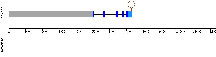 gene structure