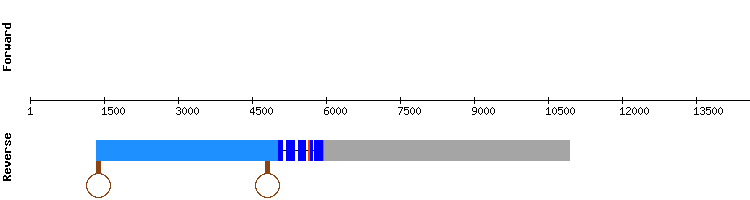 gene structure