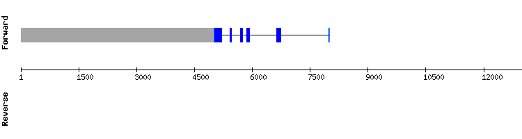gene structure