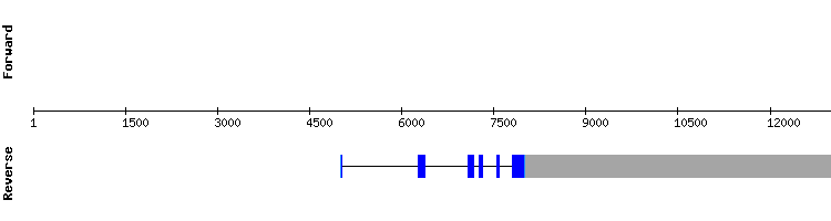 gene structure