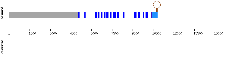 gene structure