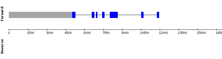 gene structure